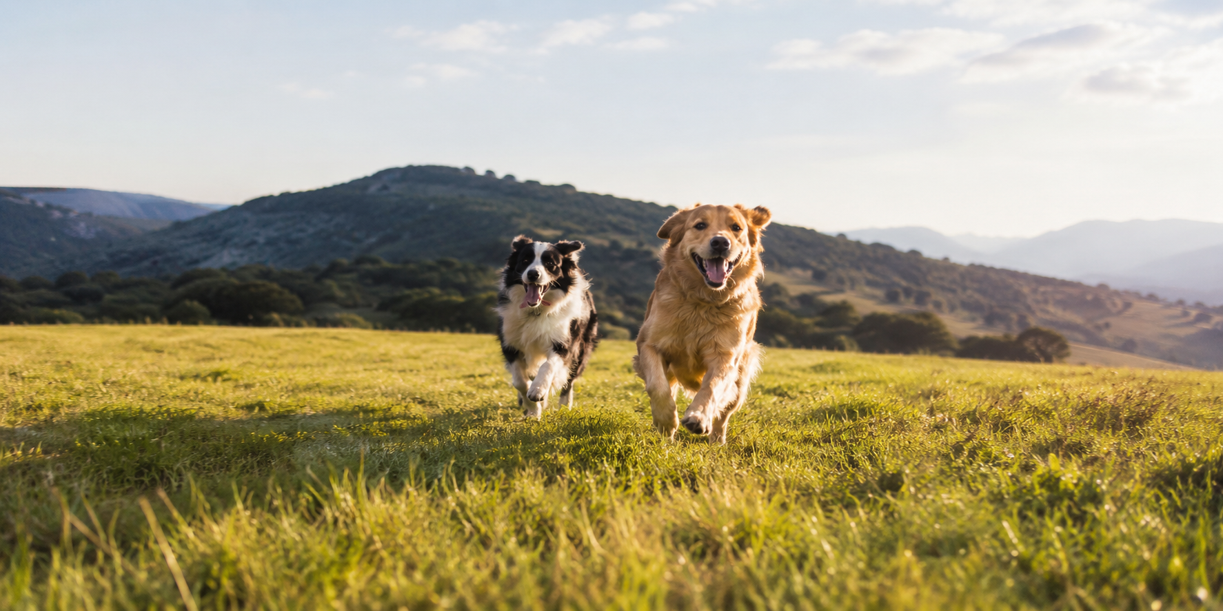 Two dogs running through a sunlit field